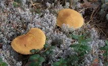 Моховик жовто-бурий - Suillus variegatus - Гриби Уломи Залізної жовто-бурий