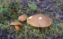 Моховик жовто-бурий - Suillus variegatus - Гриби Уломи Залізної моховик
