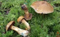 Моховик жовто-бурий - Suillus variegatus - Гриби Уломи Залізної variegatus