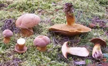 Моховик жовто-бурий - Suillus variegatus - Гриби Уломи Залізної моховик