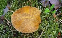 Моховик жовто-бурий - Suillus variegatus - Гриби Уломи Залізної моховик