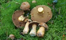 Моховик жовто-бурий - Suillus variegatus - Гриби Уломи Залізної жовто-бурий
