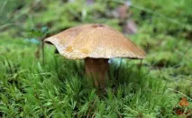 Моховик жовто-бурий - Suillus variegatus - Гриби Уломи Залізної моховик