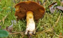 Моховик жовто-бурий - Suillus variegatus - Гриби Уломи Залізної variegatus