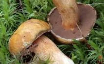 Моховик жовто-бурий - Suillus variegatus - Гриби Уломи Залізної suillus