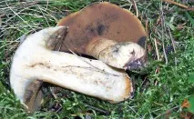 Моховик жовто-бурий - Suillus variegatus - Гриби Уломи Залізної variegatus