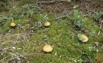 Моховик жовто-бурий - Suillus variegatus - Гриби Уломи Залізної suillus