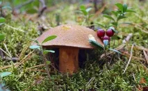 Моховик жовто-бурий - Suillus variegatus - Гриби Уломи Залізної variegatus