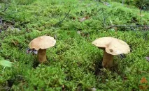 Моховик жовто-бурий - Suillus variegatus - Гриби Уломи Залізної variegatus