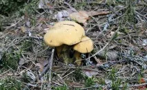 Моховик жовто-бурий - Suillus variegatus - Гриби Уломи Залізної suillus