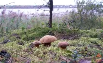 Моховик жовто-бурий - Suillus variegatus - Гриби Уломи Залізної variegatus