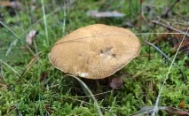 Моховик жовто-бурий - Suillus variegatus - Гриби Уломи Залізної жовто-бурий