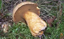 Моховик жовто-бурий - Suillus variegatus - Гриби Уломи Залізної variegatus