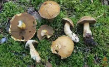 Моховик жовто-бурий - Suillus variegatus - Гриби Уломи Залізної моховик