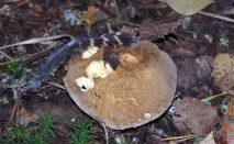 Моховик жовто-бурий - Suillus variegatus - Гриби Уломи Залізної моховик