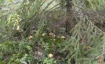 Моховик жовто-бурий - Suillus variegatus - Гриби Уломи Залізної variegatus