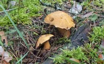 Моховик жовто-бурий - Suillus variegatus - Гриби Уломи Залізної suillus