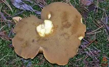 Моховик жовто-бурий - Suillus variegatus - Гриби Уломи Залізної suillus