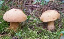Моховик жовто-бурий - Suillus variegatus - Гриби Уломи Залізної моховик