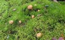 Моховик жовто-бурий - Suillus variegatus - Гриби Уломи Залізної suillus