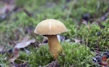 Моховик жовто-бурий - Suillus variegatus - Гриби Уломи Залізної suillus