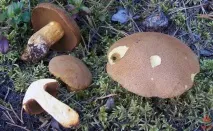 Моховик жовто-бурий - Suillus variegatus - Гриби Уломи Залізної suillus