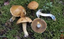 Моховик жовто-бурий - Suillus variegatus - Гриби Уломи Залізної variegatus