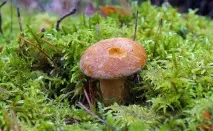 Моховик жовто-бурий - Suillus variegatus - Гриби Уломи Залізної variegatus