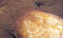 Моховик жовто-бурий - Suillus variegatus - Гриби Уломи Залізної variegatus