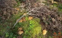 Моховик жовто-бурий - Suillus variegatus - Гриби Уломи Залізної жовто-бурий