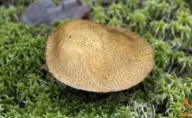 Моховик жовто-бурий - Suillus variegatus - Гриби Уломи Залізної жовто-бурий