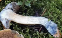 Моховик жовто-бурий - Suillus variegatus - Гриби Уломи Залізної suillus