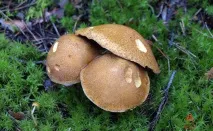 Моховик жовто-бурий - Suillus variegatus - Гриби Уломи Залізної suillus