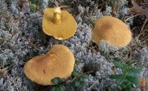 Моховик жовто-бурий - Suillus variegatus - Гриби Уломи Залізної моховик