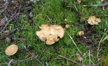 Моховик жовто-бурий - Suillus variegatus - Гриби Уломи Залізної жовто-бурий