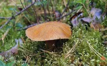 Моховик жовто-бурий - Suillus variegatus - Гриби Уломи Залізної variegatus