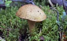 Моховик жовто-бурий - Suillus variegatus - Гриби Уломи Залізної моховик