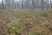 Моховик жовто-бурий - Suillus variegatus - Гриби Уломи Залізної suillus