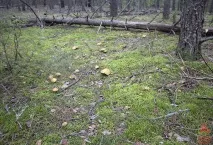 Моховик жовто-бурий - Suillus variegatus - Гриби Уломи Залізної suillus