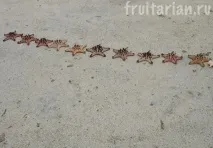 Морські зірки зірки