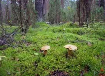 Моховик жовто-бурий - Suillus variegatus - Гриби Уломи Залізної suillus
