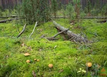 Моховик жовто-бурий - Suillus variegatus - Гриби Уломи Залізної жовто-бурий