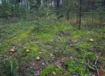 Моховик жовто-бурий - Suillus variegatus - Гриби Уломи Залізної variegatus