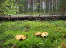 Моховик жовто-бурий - Suillus variegatus - Гриби Уломи Залізної моховик