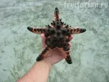 Морські зірки зірки