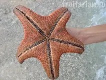 Морські зірки абсолютно