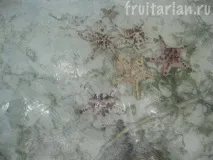 Морські зірки абсолютно