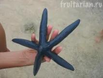 Морські зірки зірки