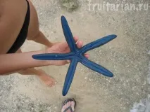 Морські зірки зірки