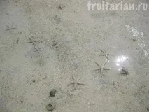 Морські зірки зірки